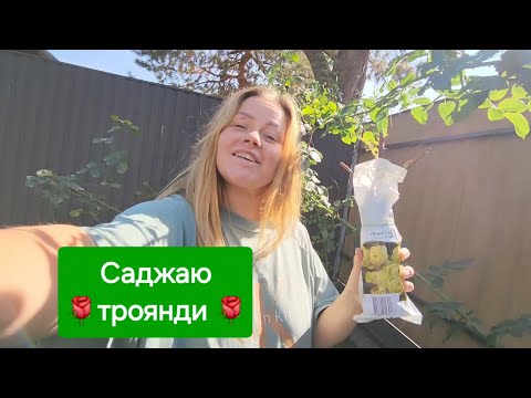 Видео: Саджаю 🌹 троянди 🌹, сорт Лавлі Грін 🥰