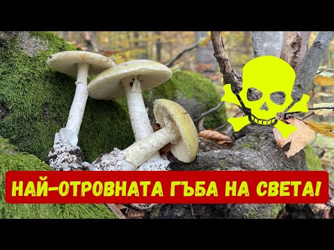 Видео: #Най-отровната #гъба на #света!