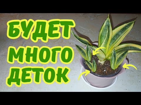 Видео: Сансевиерия РАЗМНОЖЕНИЕ #сансевиерия #комнатныерастерия #садоводство