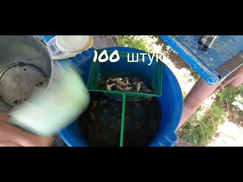 Видео: РОСТ мальков КАРПА в пруду:  8 - 35 день