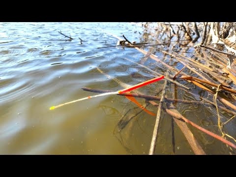 Видео: Весна... Крупный карась... ПОПЛАВОК!! Рыбалка и весенний ЖОР на реке