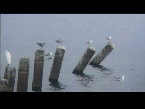 Видео: Чайки Весьегонска. 7 серия:  Месяц нагула