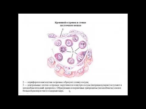 Видео: 11. Кроветворение