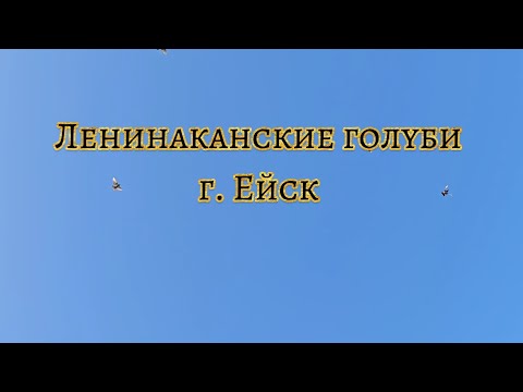Видео: Ленинаканские голуби Хачика, Армянские голуби #աղավնի #kabutar