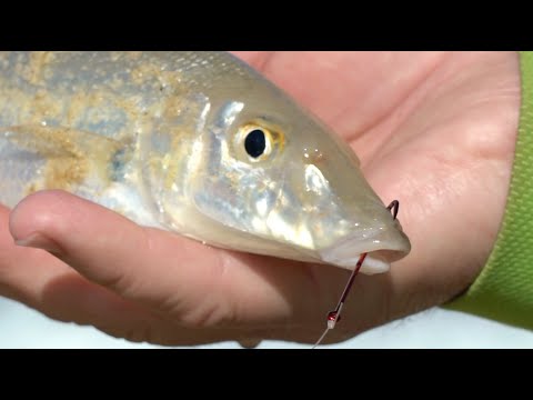 Видео: IFISHTV — Песчаная мерланга с пляжа и с лодки