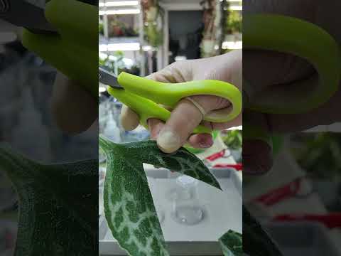 Видео: Примулины. Пересаживаю и обновляю. ч 1🌸☘️🥀#растенияпочтой #комнатныерастения #примулина #пересадка
