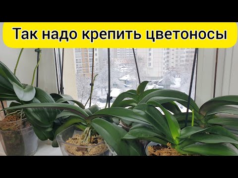 Видео: Надо так КРЕПИТЬ ЦВЕТОНОС орхидеи // ДЕРЖАТЕЛИ для цветоносов орхидеи