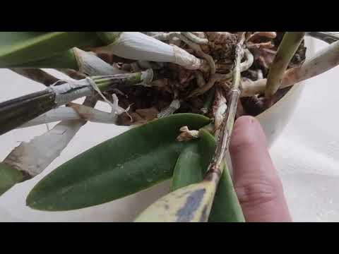 Видео: Мои цветущие орхидеи в октябре месяце 2025