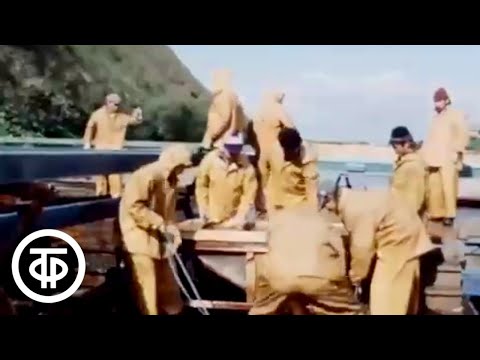 Видео: В мире животных. Южный Сахалин. Эфир 5 марта 1983