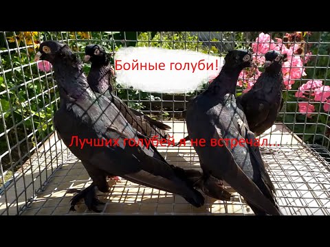 Видео: Уникальная порода бойных голубей.История создания.