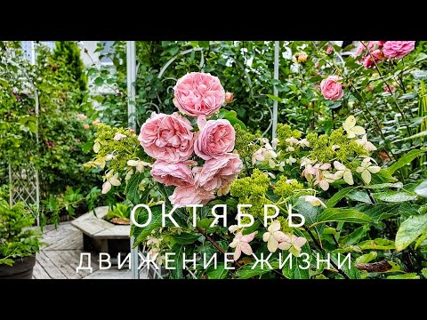 Видео: Движение жизни. Октябрь в фарфоровом саду