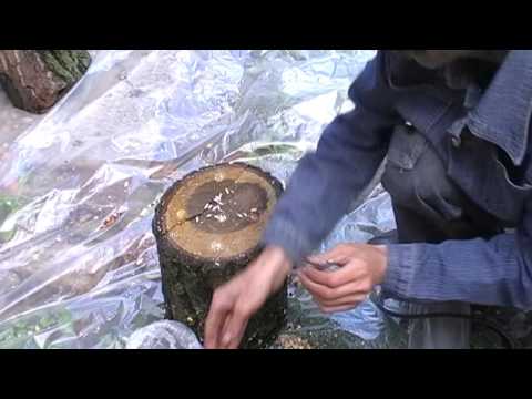Видео: посадка мицелия гриба вешенки на пеньках