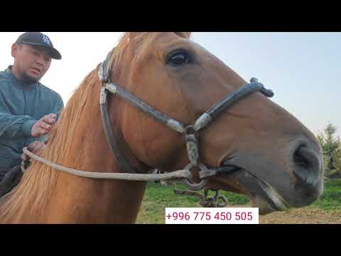 Видео: Сындуу экен уч жашта