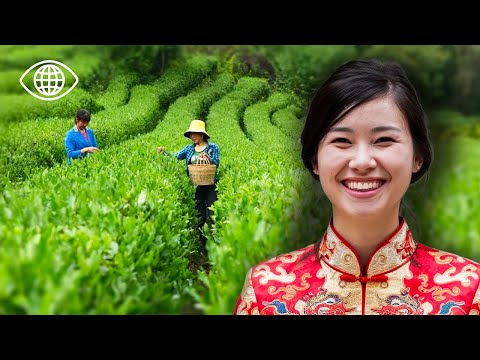 Видео: Путешествие в страну чая: наследственные знания и азиатские традиции - Мастера чая - AMP