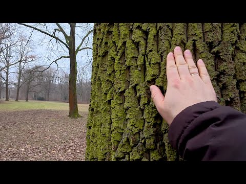 Видео: Просто ищу дикую природу и краски в зимнем Тиргартене | Тихий влог Берлин 4К