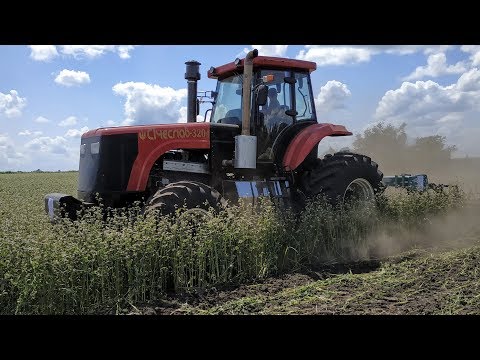 Видео: Трактор Сичеслав-3204 в работе с чизельным плугом в поле на Киевщине