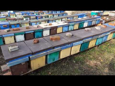 Видео: Чем подкормить и стимулировать пчёл. Без "пыльцы" и КАНДИ