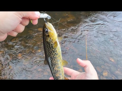 Видео: Так поздно осенью, я еще не ловил🎣 #форель #поймалотпусти #рыбалка #река