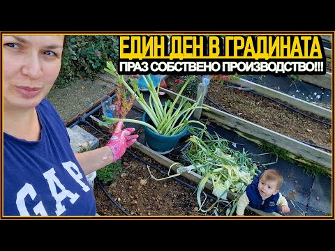 Видео: Малкият градинар в действие! 👶 Засаждаме арпаджик и вадим праз лук 🧅 | Есенен ден на село 🍂