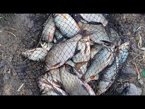 Видео: Утренняя рыбалка. Самаркандское водохранилище.