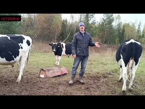 Видео: Продал ещё 2 бычков. Цены.