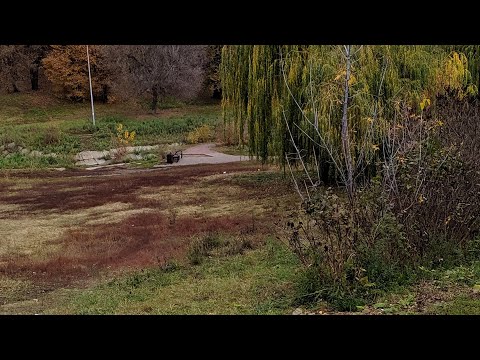 Видео: Посадка молодых деревьев в спортивном сквере города Липецка 