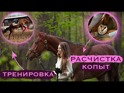 Видео: ДЕНЬ 1: ТРЕНИРОВКА | РАСЧИСТКА КОПЫТ | 🌸ВЫХОДНЫЕ С МОЕЙ ЛОШАДЬЮ🌸