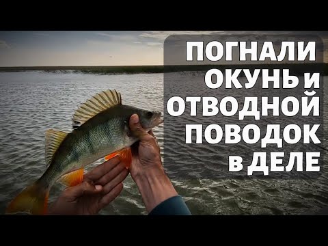 Видео: ОКУНЬ и ОТВОДНОЙ ПОВОДОК в ДЕЛЕ