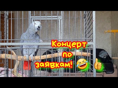Видео: НА БИС!😱👏 Говорящий попугай ДЖОКЕР КРУЧЕ ВСЕХ СПЕЛ "Тёмная Ночь"