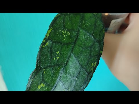 Видео: Приехали новые хойи 🤩