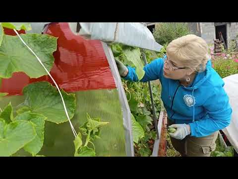 Видео: собираем урожай