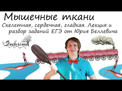 Видео: Мышечные ткани. Скелетная, сердечная, гладкая. Лекция и разбор заданий от Юрия Беллевича