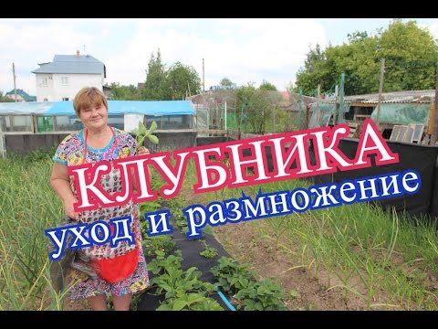 Видео: Клубника. Что делать с усами. Заготовка посадочного материала.(15.06.16 г.)