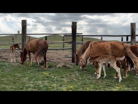 Видео: Биелер құлындады, Көктемгі тіршілік #ауылшаруашылығы #жылқы #айғыр #ауылөмірі #horse