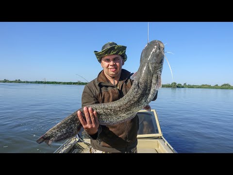 Видео: Удивительная рыбалка на волжских раскатах. Выбираем снасти и ловим сома.