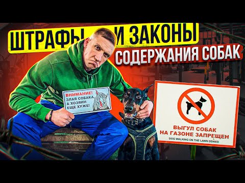 Видео: Штрафы за собаку | выгул | бродячие собаки