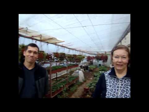 Видео: Как устроено отопление наших теплиц