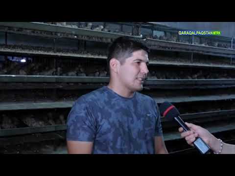 Видео: Хожелиши Ықласбек 6000 бөдене бағып атыр