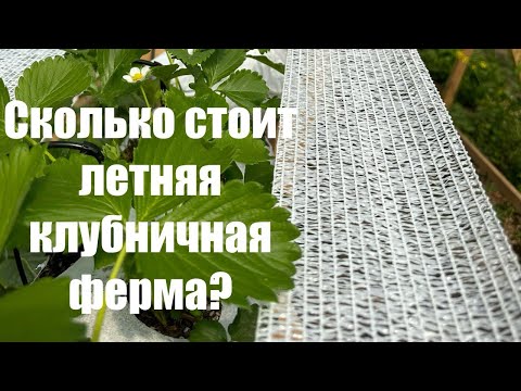 Видео: Сколько стоит выращивать клубнику летом?