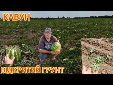 Видео: Вирощування Кавуна відкритий грунт без поливу. Технологія вирощування кавунів