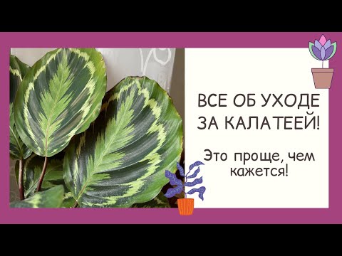 Видео: НЕВЕРОЯТНО КРАСИВЫЙ КОМНАТНЫЙ ЦВЕТОК - КАЛАТЕЯ! ВЫРАЩИВАЕМ ЗДОРОВОЕ РАСТЕНИЕ!