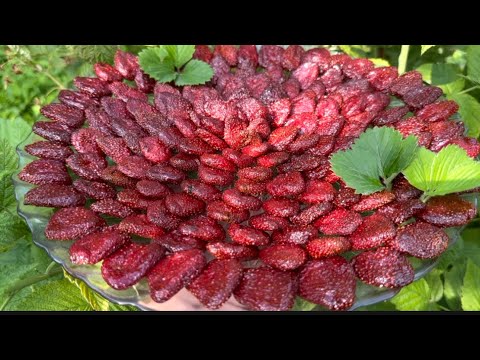 Видео: Ելակի չիր,համեղ և շատ գեղեցիկ🍓🍓Цукаты из клубники - невероятно вкусные, яркие и очень ароматные!