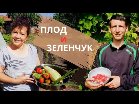 Видео: Живот на село: Първите вкусни домати и какво още открихме в зеленчуковата ни градина