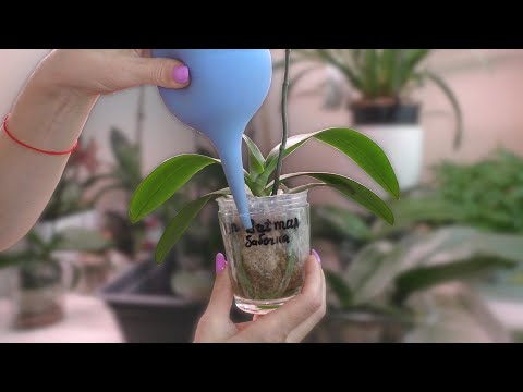 Видео: Орхидеи на адаптации. Как ПОЛИТЬ...Как УДОБРИТЬ...Как во время ПОМОЧЬ...и как итог ЗДОРОВЫЕ ОРХИДЕИ