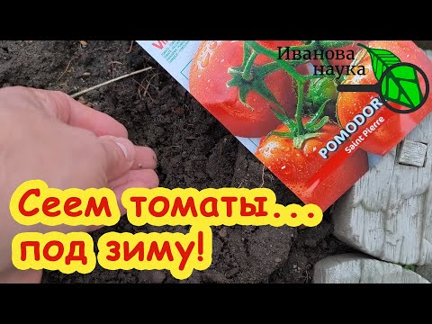 Видео: УЖЕ ПОРА! Сеем ТОМАТЫ... ЗИМОЙ! Самая крепкая рассада томатов для большого урожая - сеем вот так.