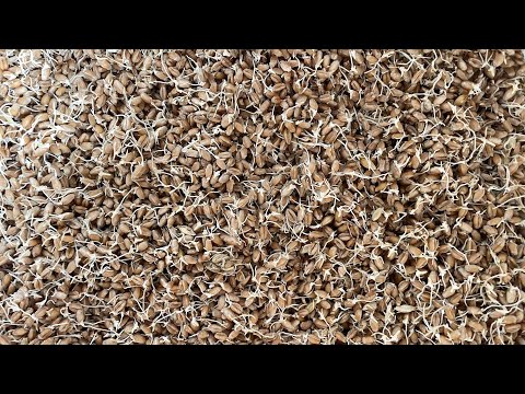 Видео: Да си направим кълнове за храна на нашите кокошки 🐓🐥Прекрасна храна!