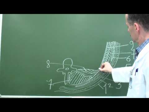 Видео: Послойная топография поясничной области и забрюшинного пространства