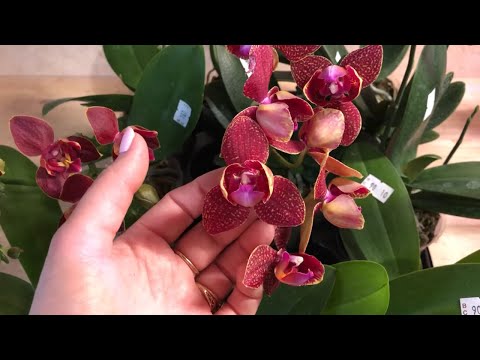 Видео: Продажа орхидей из Азии 04.07  Подростки сортовых орхидей от MIKI ORCHID.