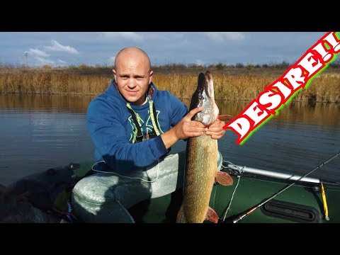 Видео: Доступные спиннинги Golden Catch Desire M & Golden Catch Desire MH!!!