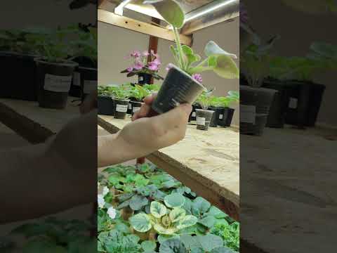 Видео: Продаж!!!Дітки та стартери фіалок